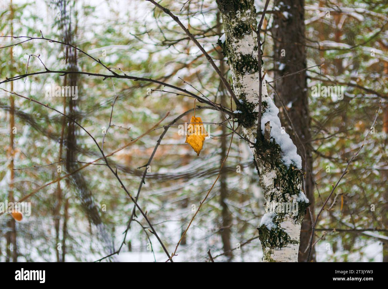 Withered wood hi-res stock photography and images - Alamy