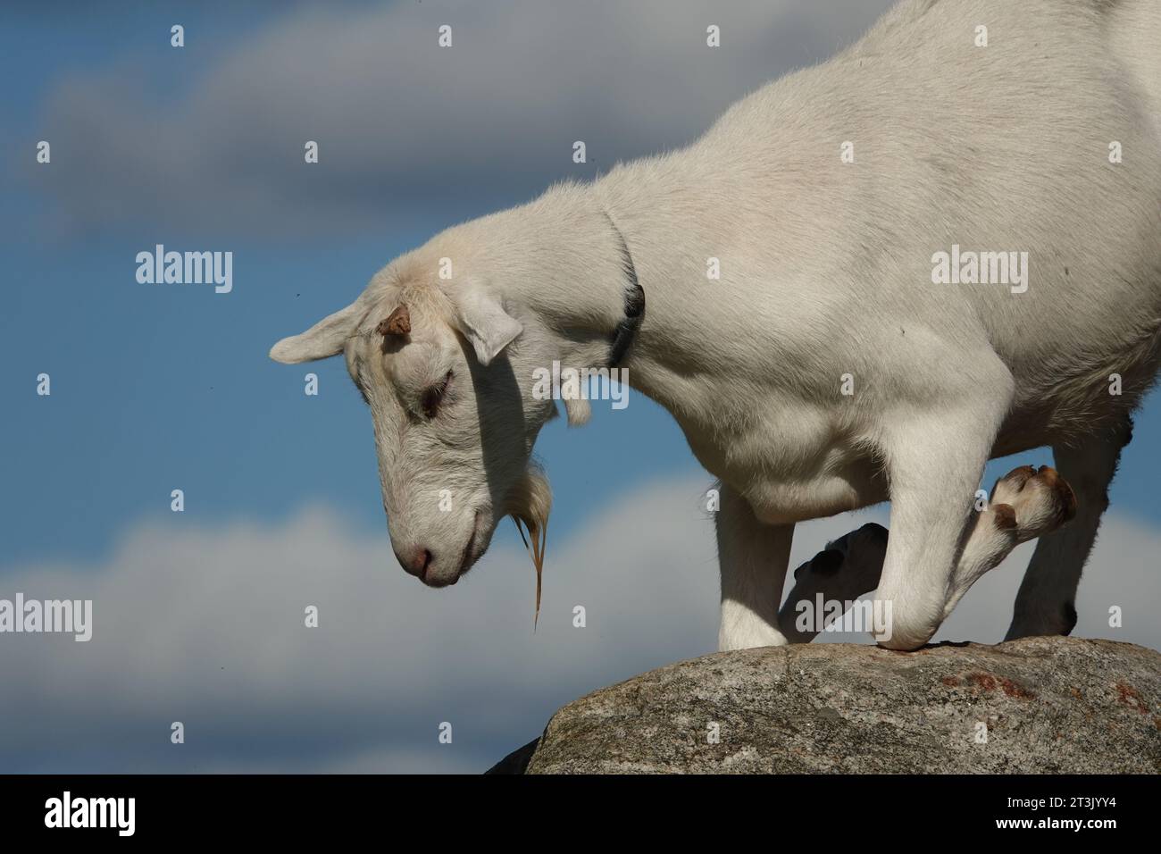 white goat kneeling on a rock against a blue sky with puffy white clouds Stock Photo