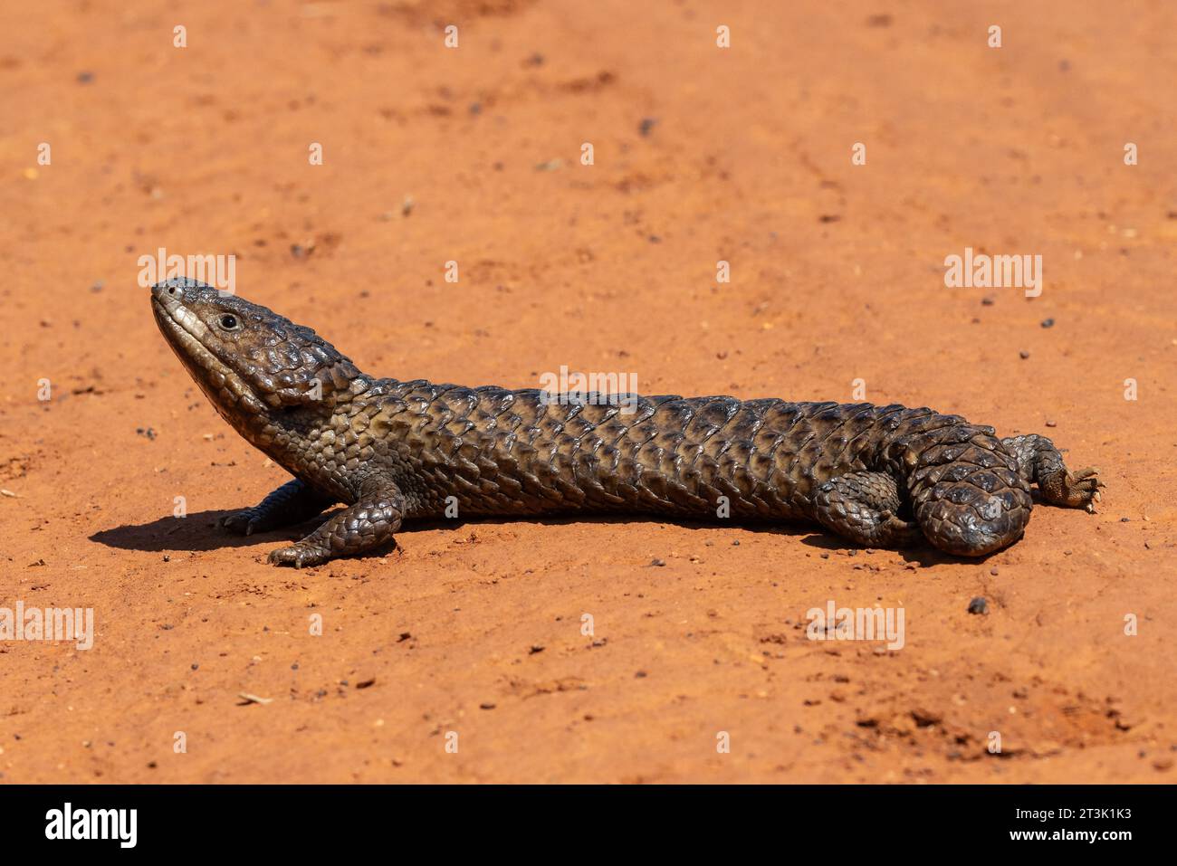 Australian Shingleback or Bobtail Lizard Stock Photo - Alamy
