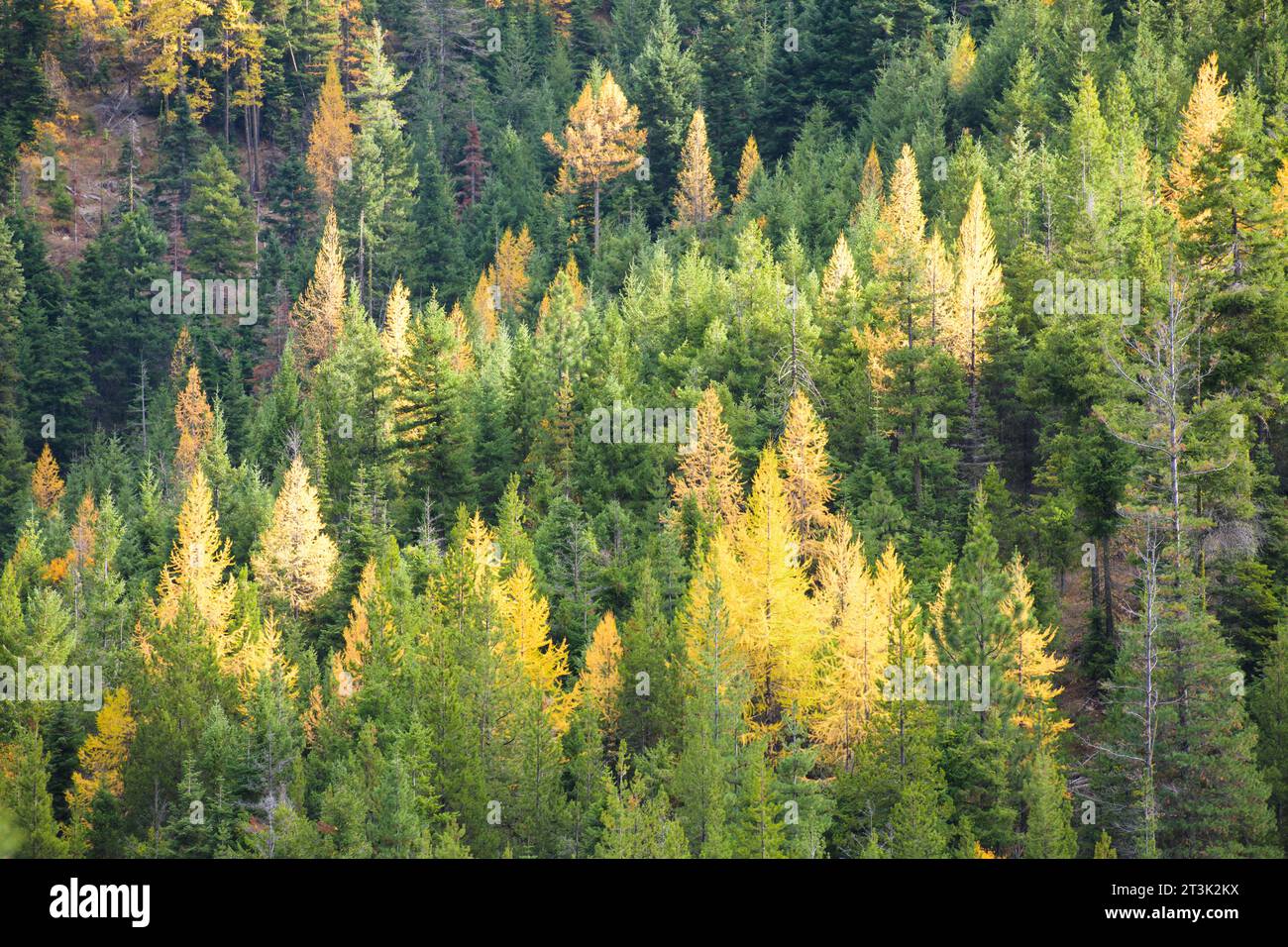 Deciduous larch trees glow yellow among green evergreen fir trees in a Cascade Mountain forest Stock Photo