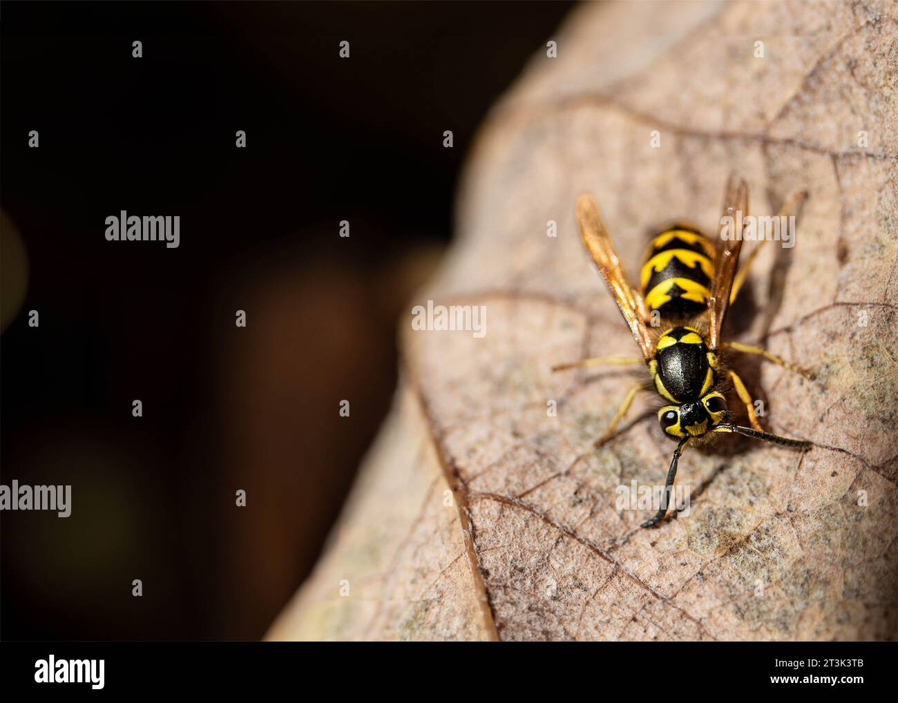 A wasp sits on a leaf smiling at the camera.  Wasp selfie.  Flying stinging pest Dangerous predatory flying insect. nest. Stock Photo