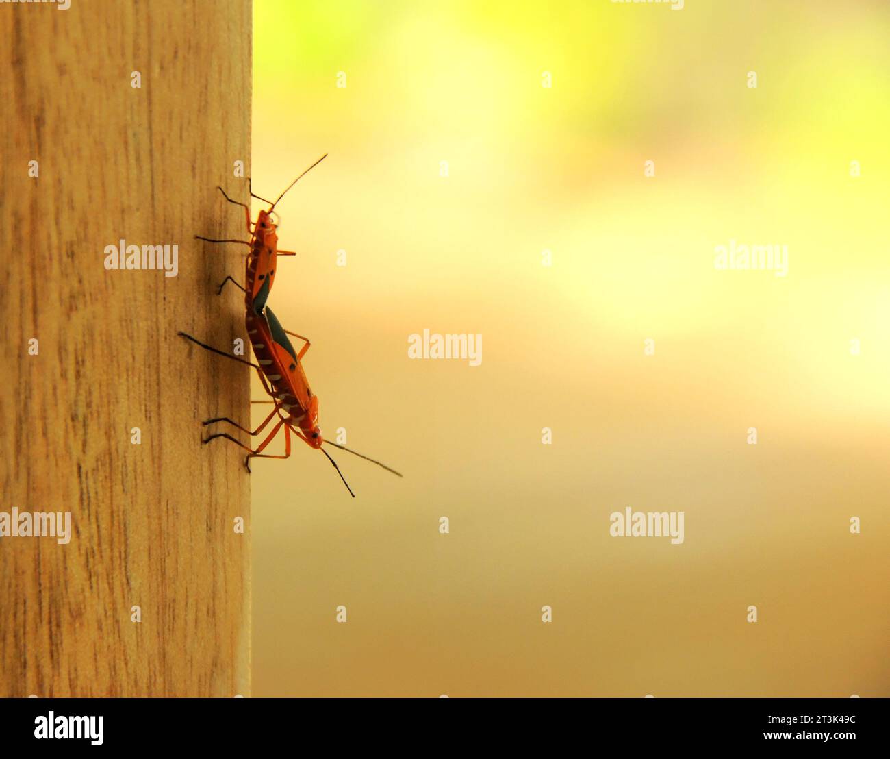 Two Mating Insects Insects photos hi-res stock photography and images - Alamy