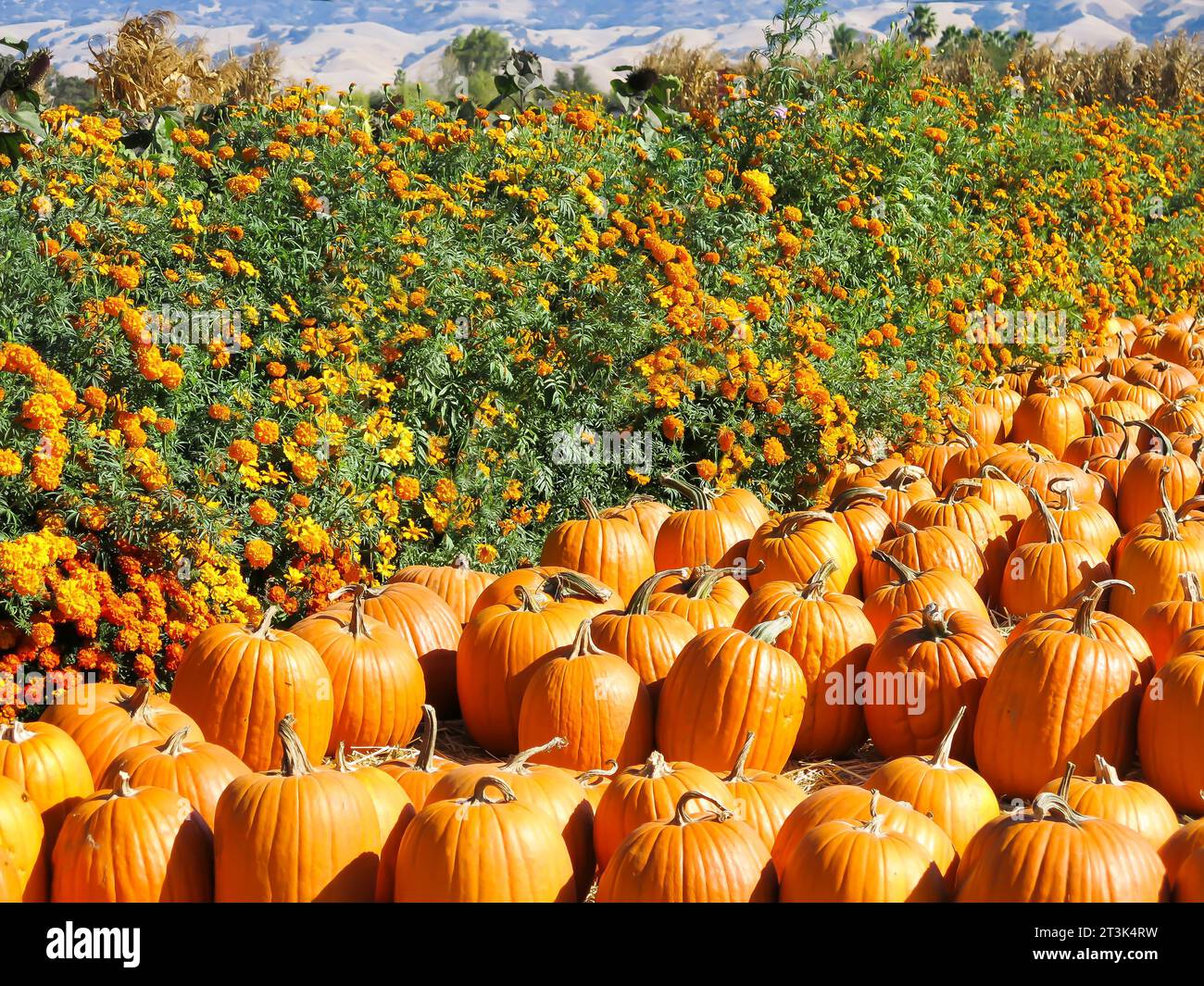 Pumpkins on Display att Base of Flowers Stock Photo