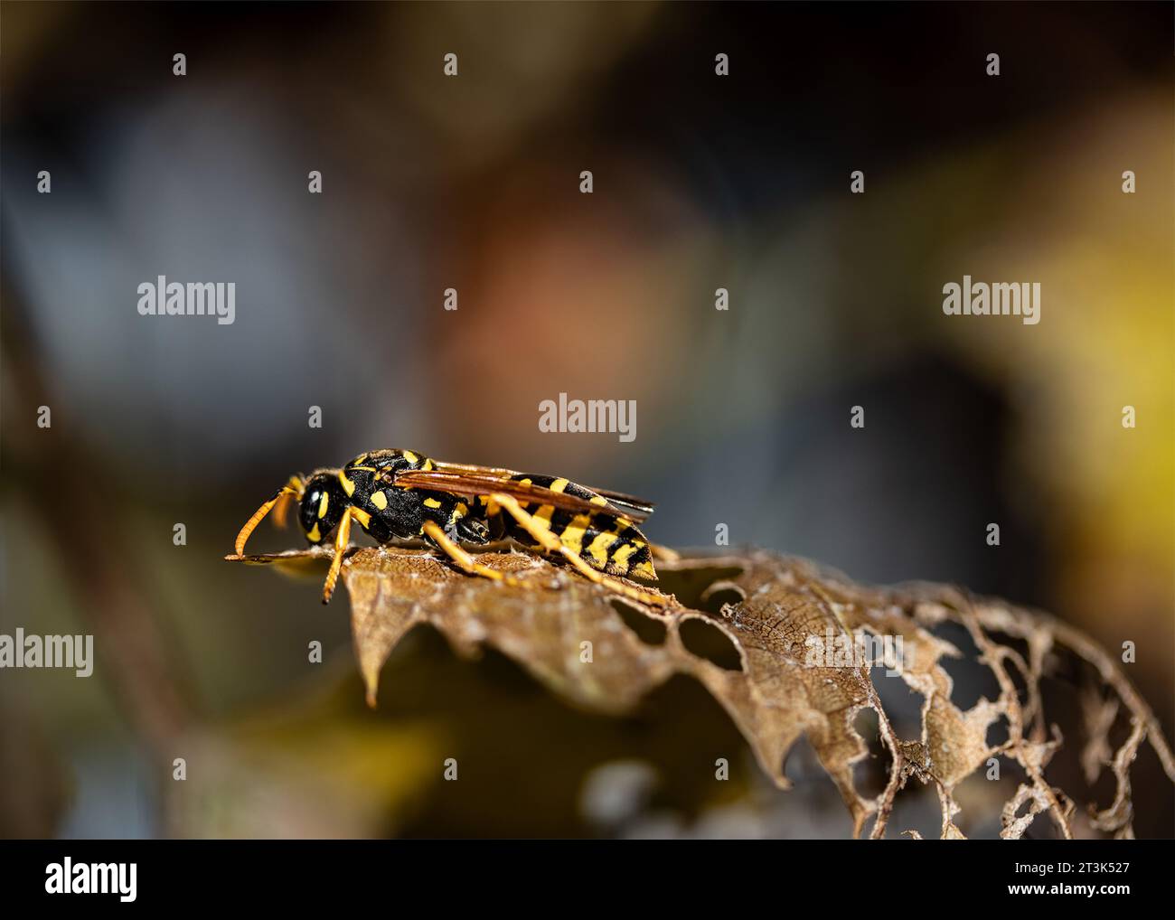 A wasp sits on a leaf smiling at the camera.  Wasp selfie.  Flying stinging pest Dangerous predatory flying insect. nest. Stock Photo