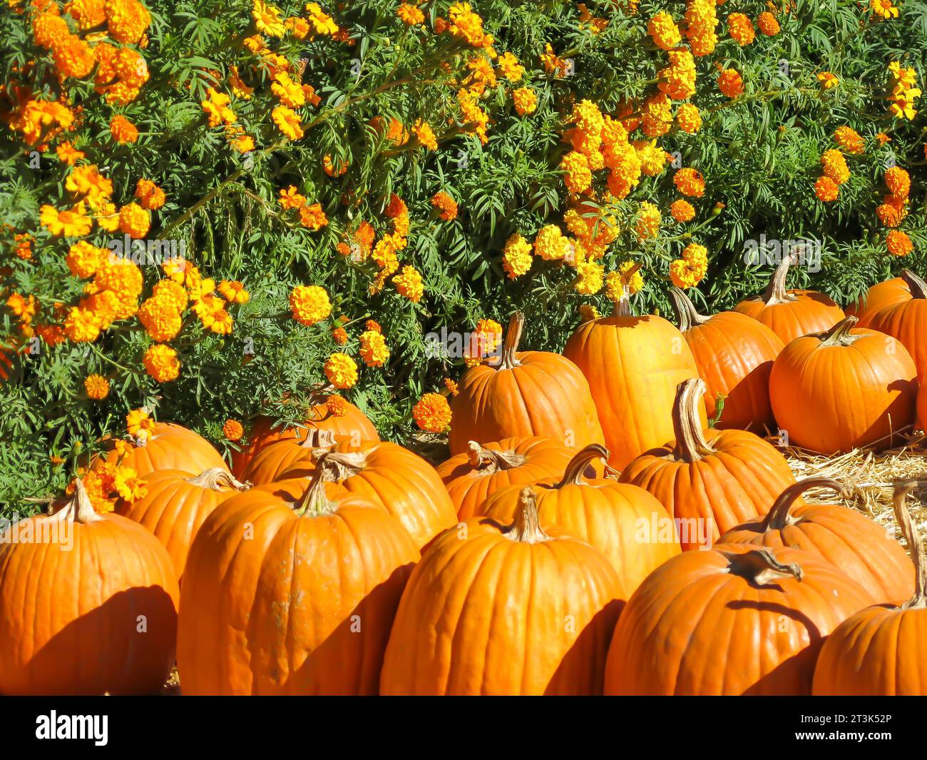 Pumpkins on Display at Base of Flowers Stock Photo