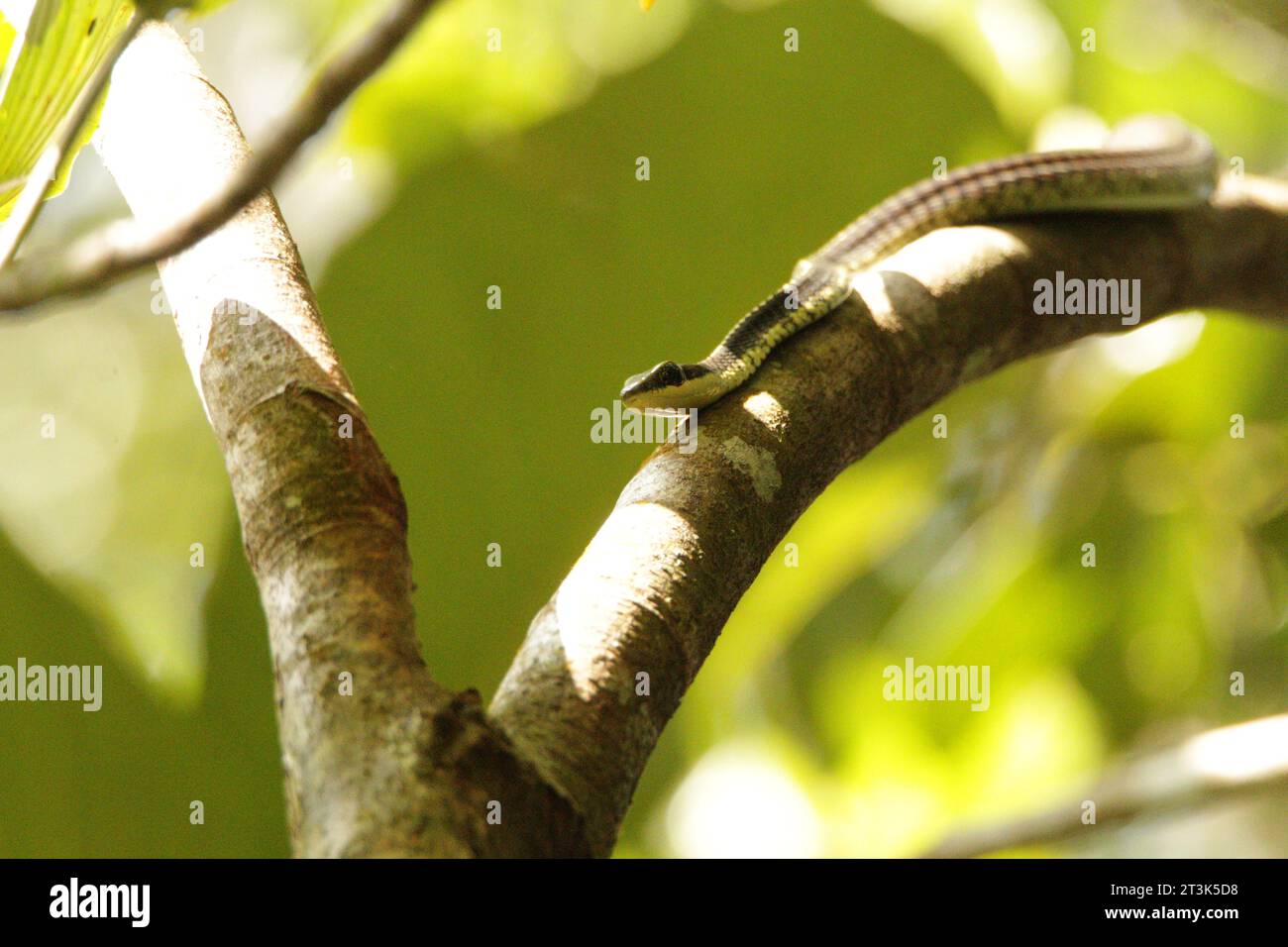 Reptiles of sri lanka hi-res stock photography and images - Alamy