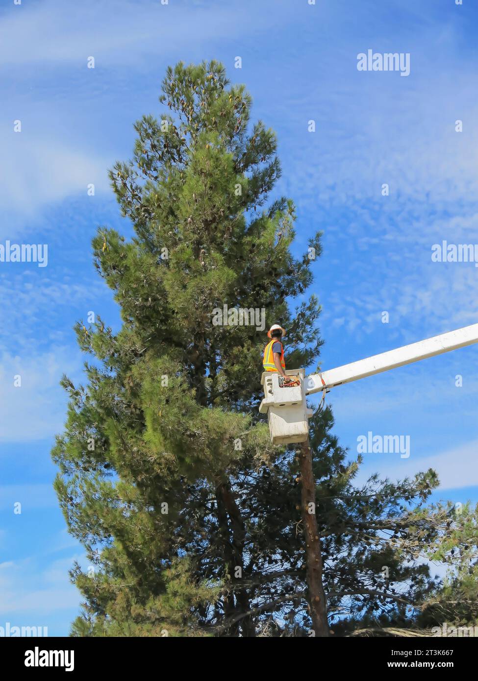 Tree Care Along City Street Stock Photo Alamy
