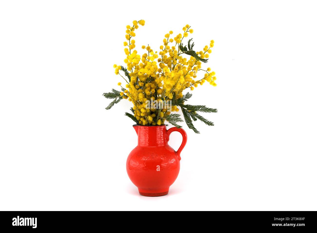 Bouquet of yellow mimosa flowers in red vase isolated on white