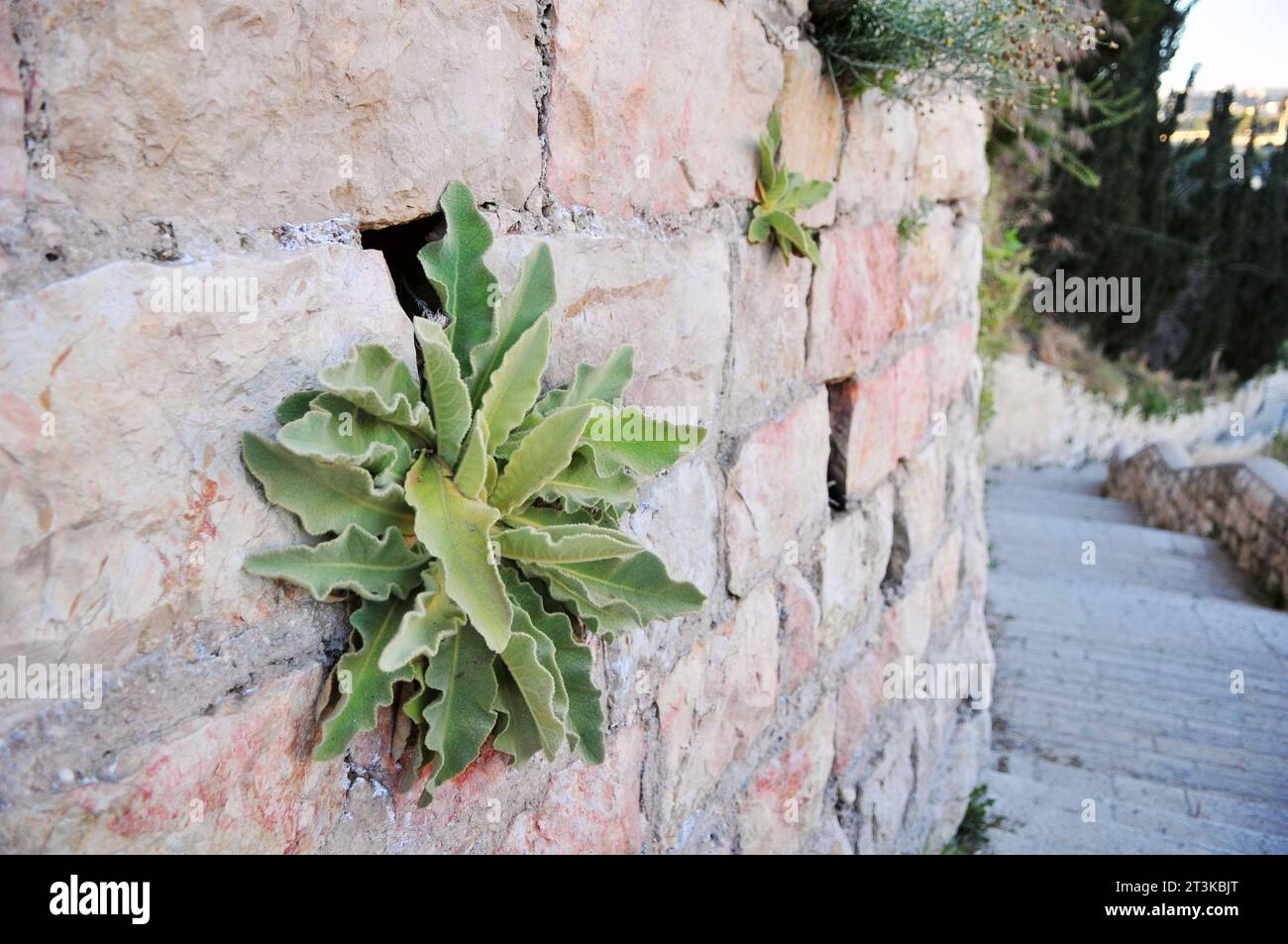Photo of plants growing on the stone wall Stock Photo - Alamy