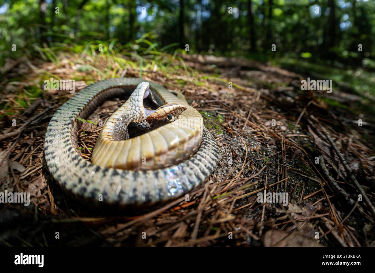 Eastern Hognose Snake playing dead Stock Photo