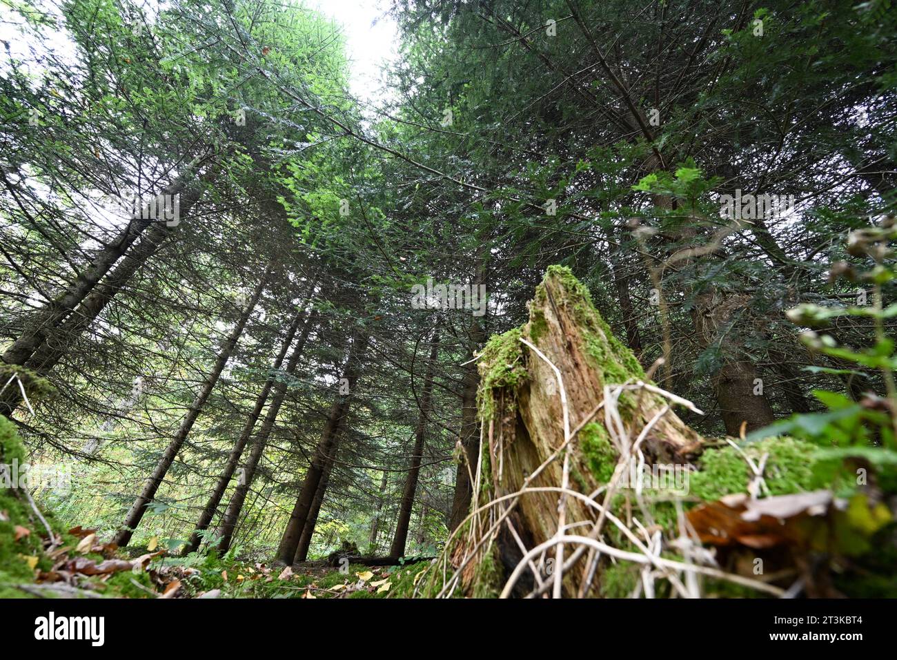 Geislingen, Germany. 23rd Oct, 2023. A patch of forest near Geislingen. Baden-Württemberg's Minister of Agriculture Hauk presents the State of the Forest Report 2023 at a press conference. Credit: Bernd Weißbrod/dpa/Alamy Live News Stock Photo