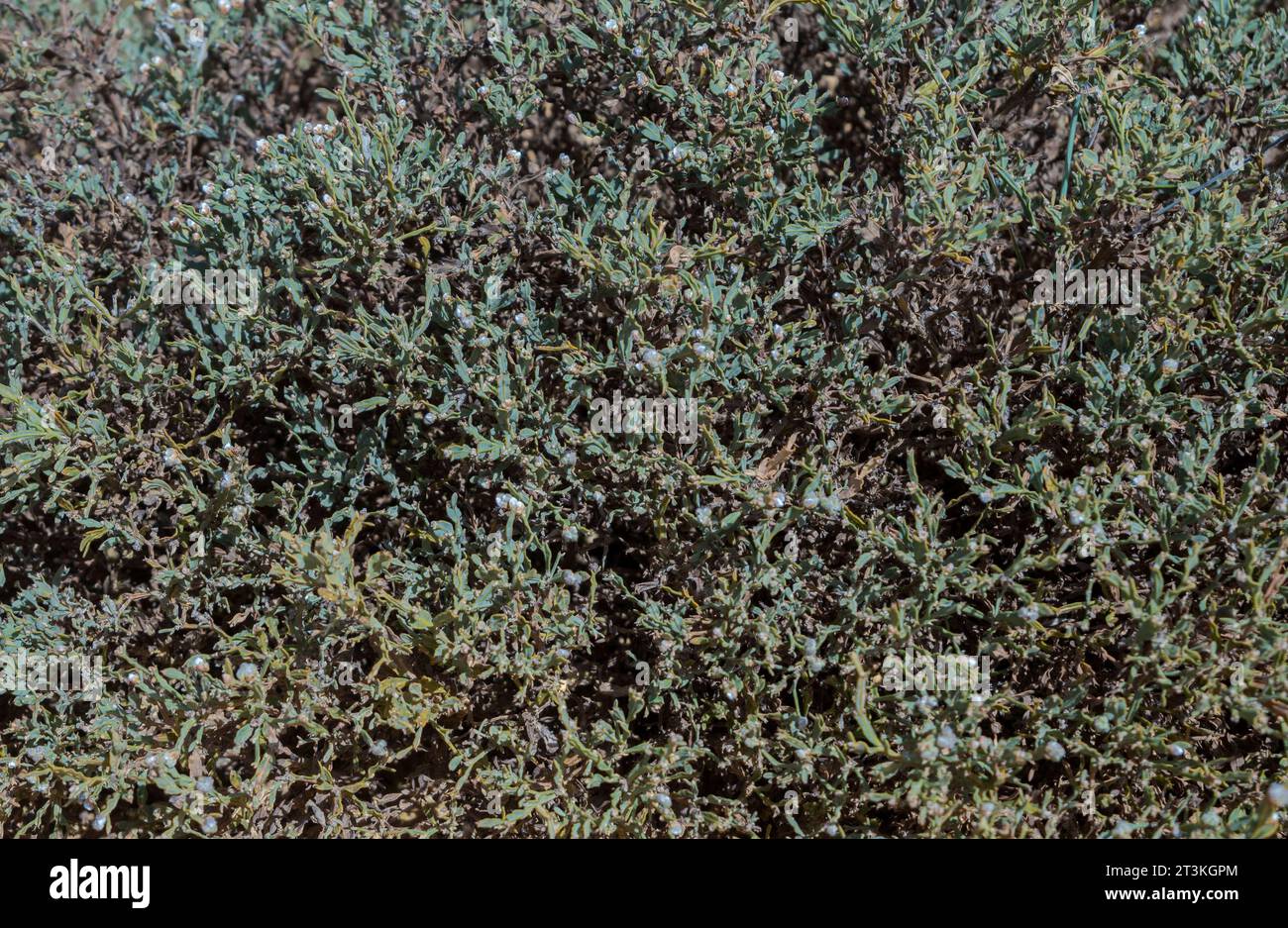 Ginsterblüten Tee Pterospartum Tridentatum Für Leber, Nieren Und Magen