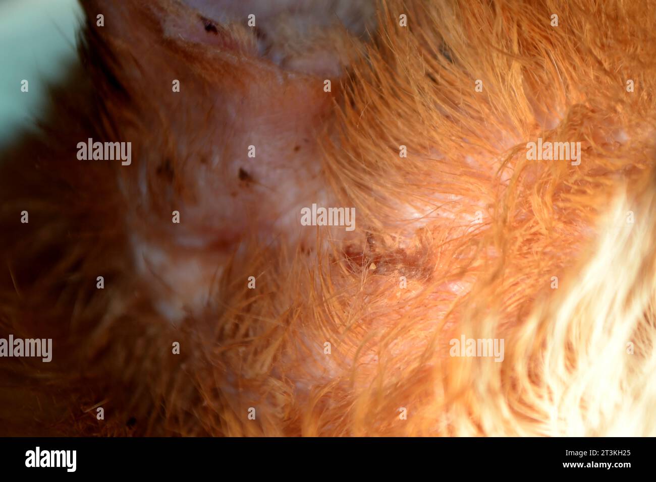 veterinarian's hands show the auricle of a cat infected with an ear