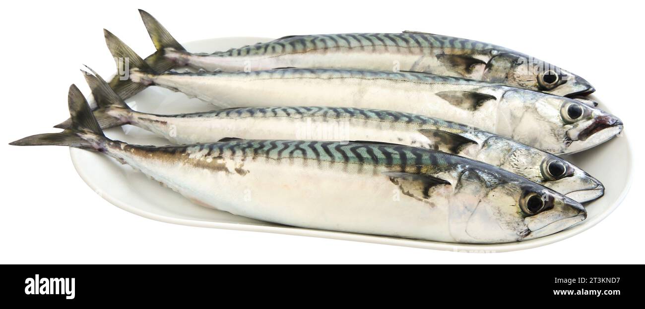 Atlantic mackerel fish freshly caught Stock Photo