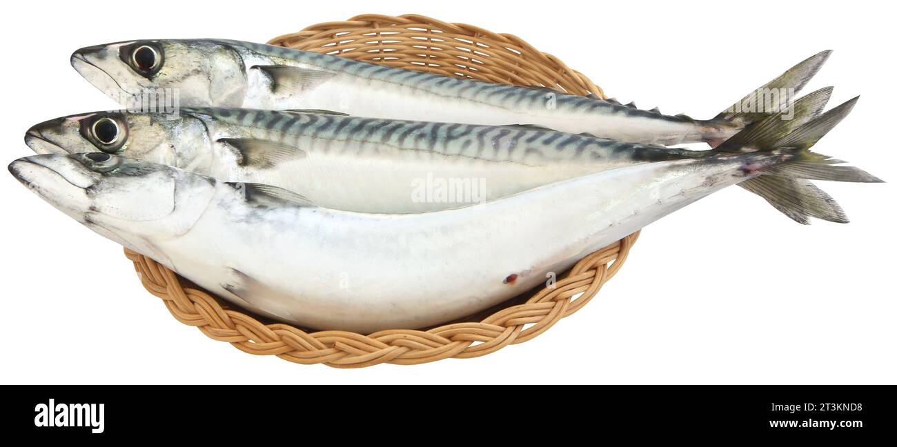 Atlantic mackerel fish freshly caught Stock Photo - Alamy