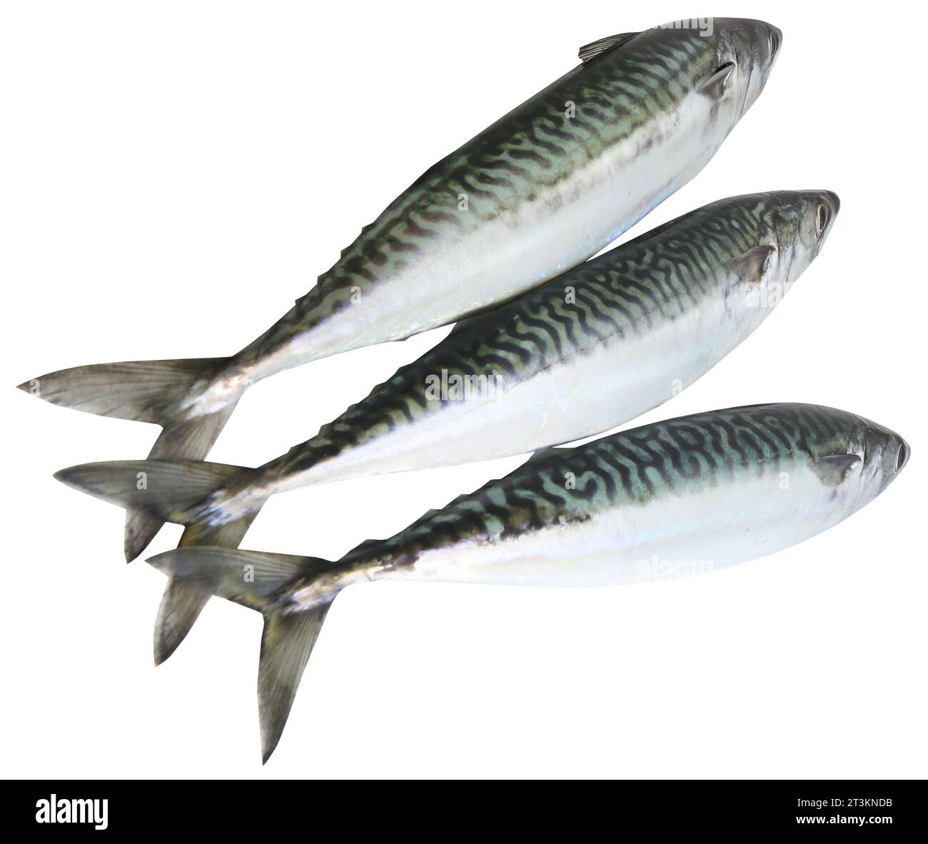 Atlantic mackerel fish freshly caught Stock Photo Alamy