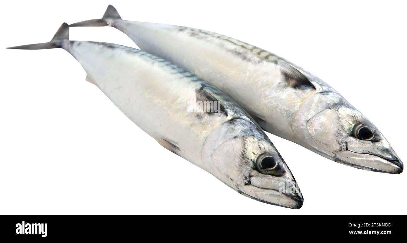 Atlantic mackerel fish freshly caught Stock Photo
