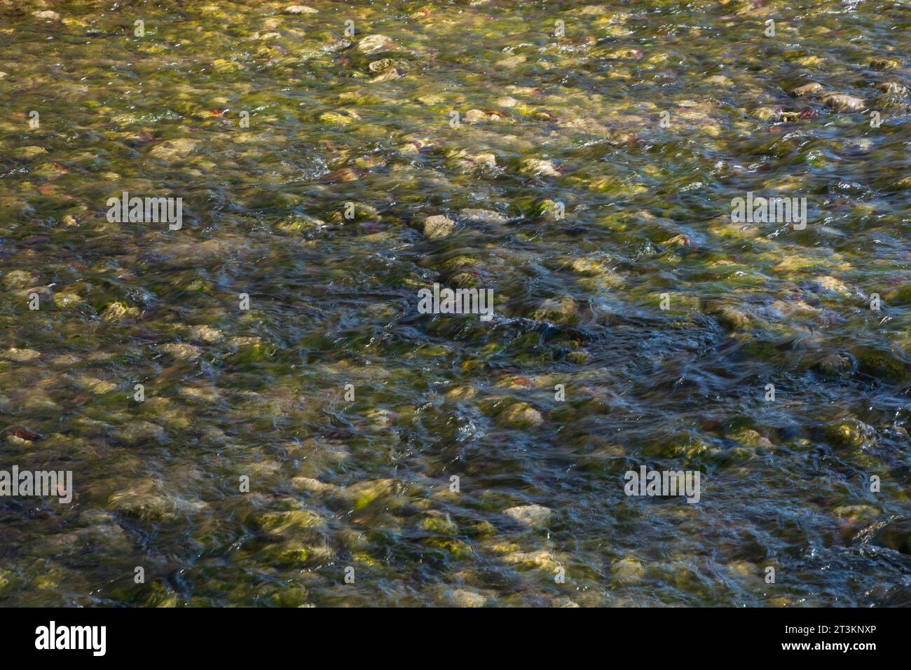 Running water in a shallow stream with a rocky bottom in bavaria Stock Photo