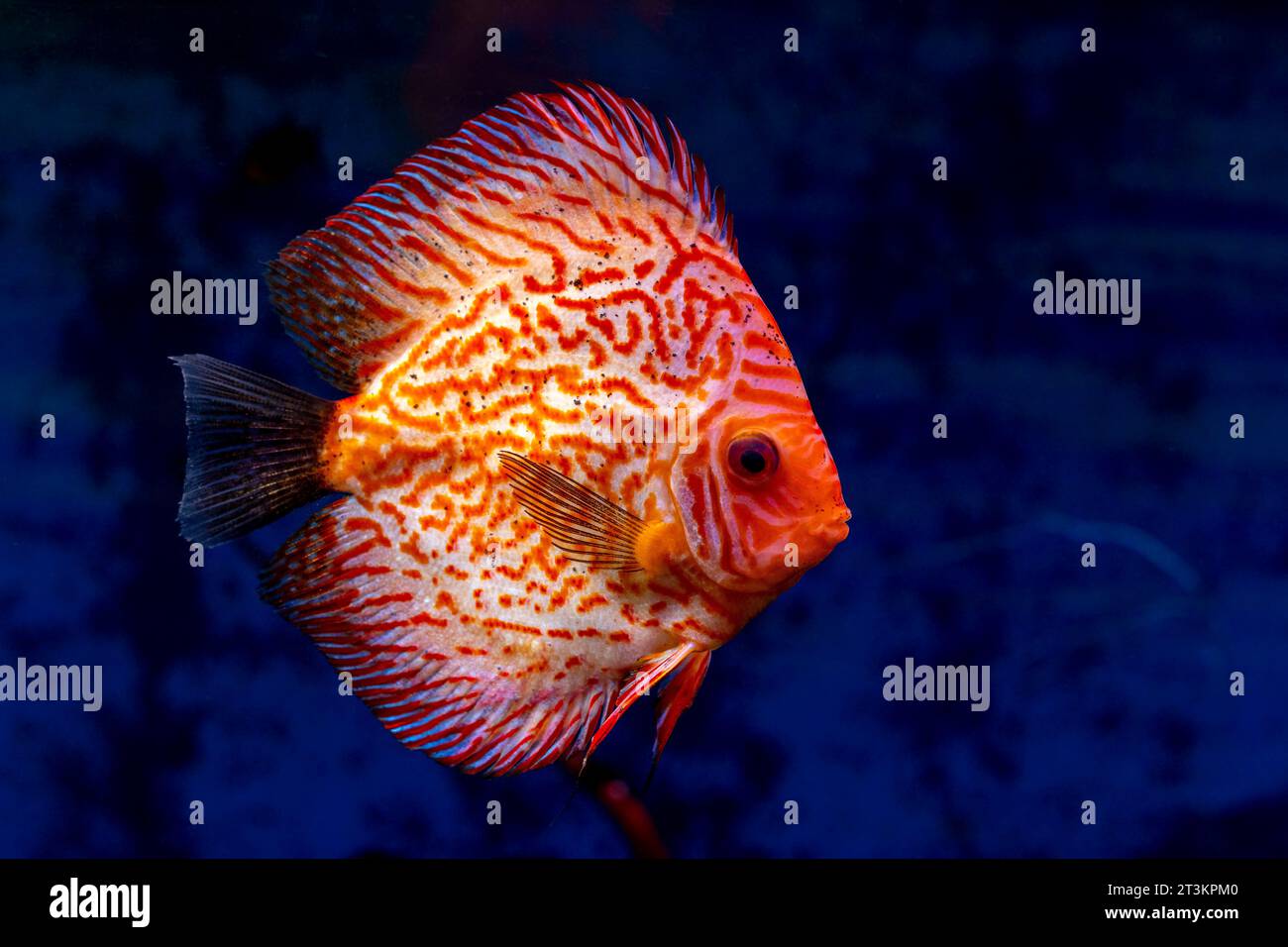 Discus, freshwater fish (genus Symphysodon) in aquarium Stock Photo