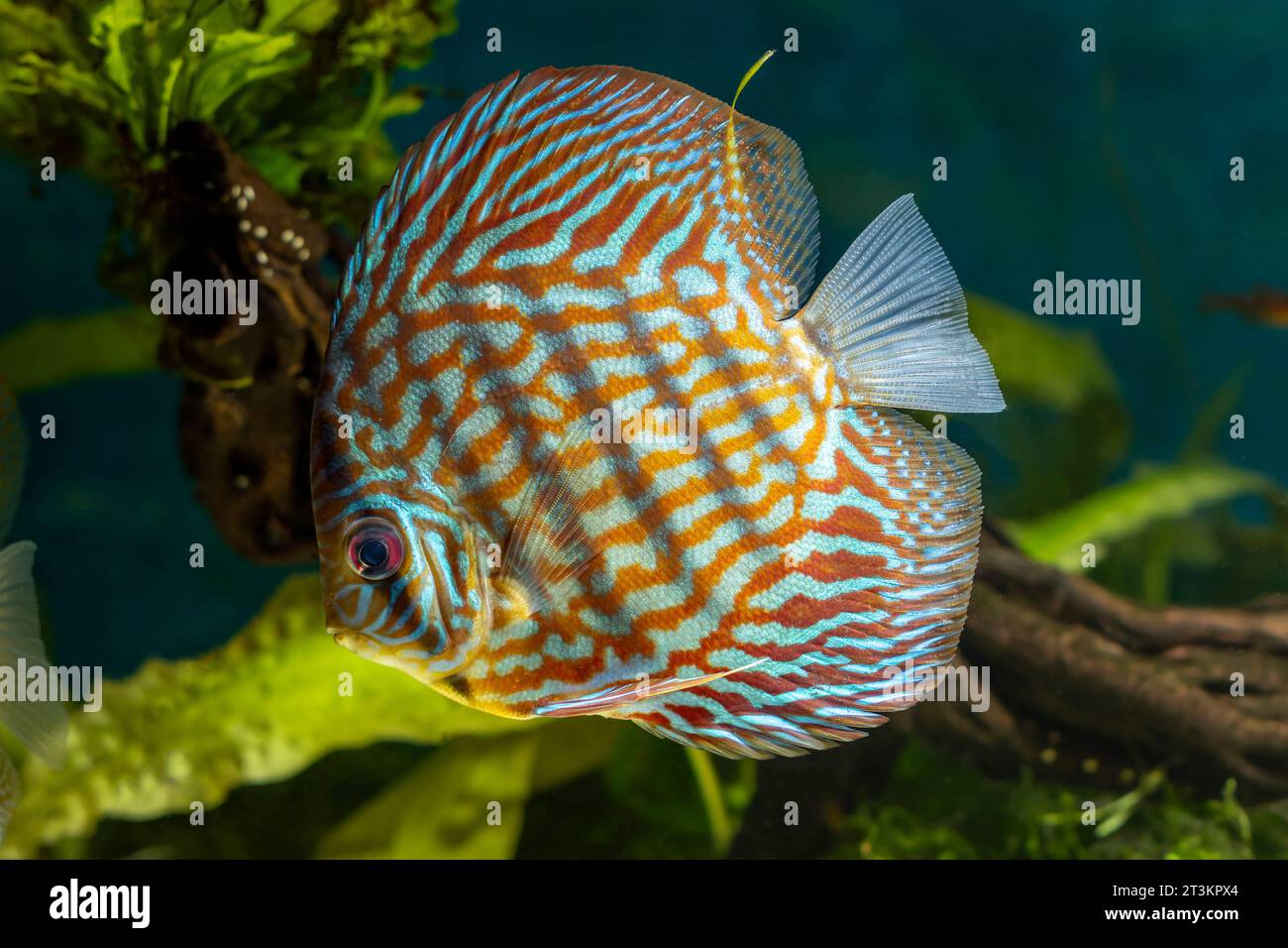 Discus, freshwater fish (genus Symphysodon) in aquarium Stock Photo