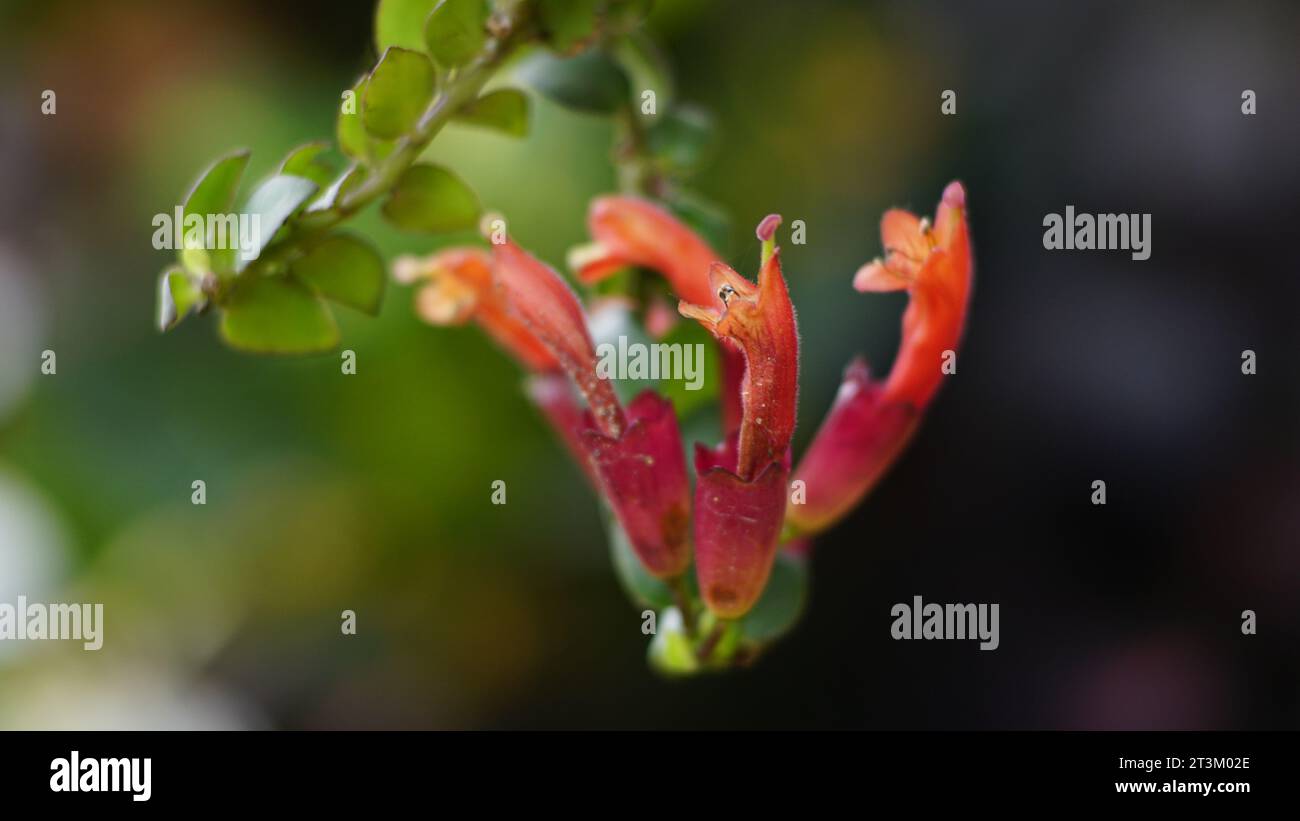 Aeschynanthus pulcher, has cylindrical flowers that are red and have fine hairs on the surface Stock Photo
