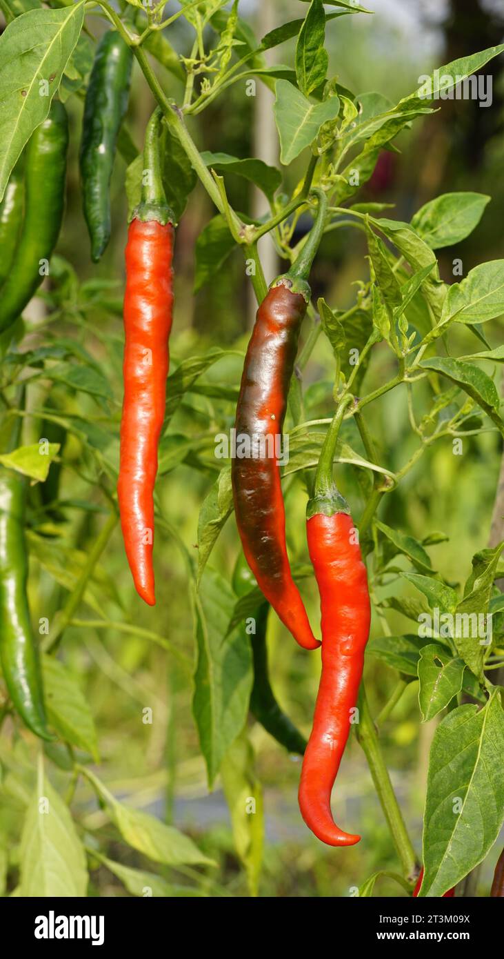 Capsicum annuum also known as Cayenne pepper plant are in gardens with lush trees and leaves. The hanging fruit is shiny red when it is ripe. Stock Photo