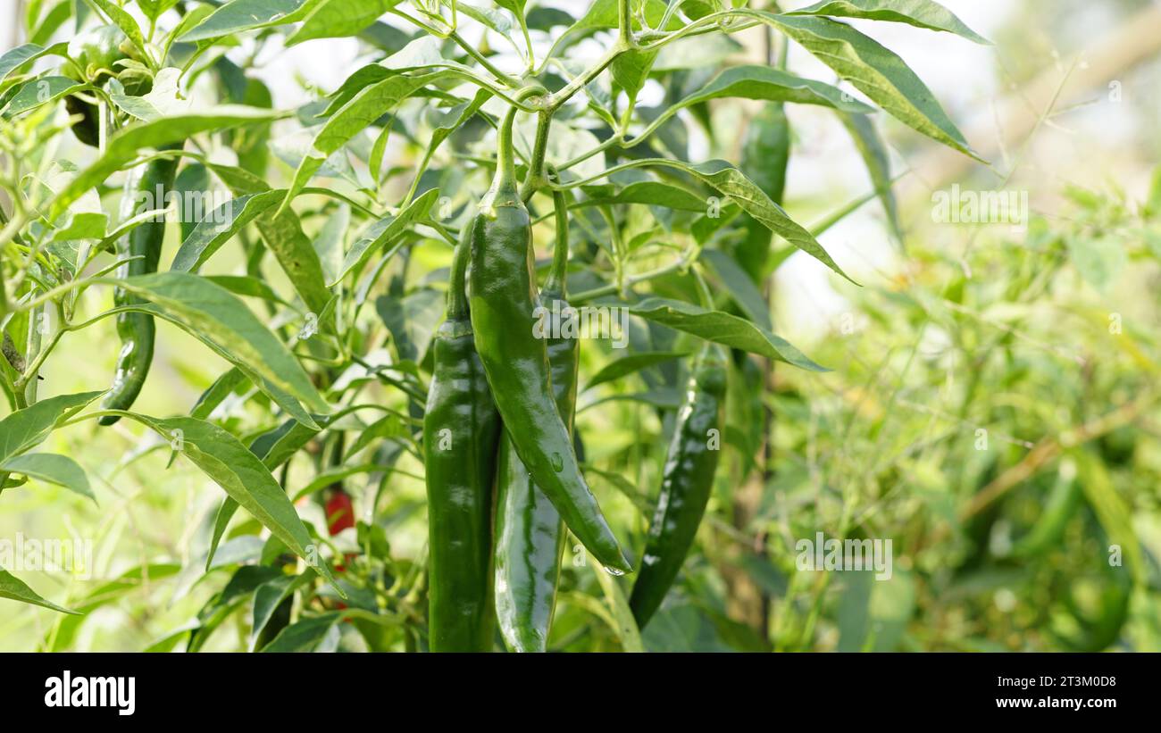 Capsicum annuum also known as Cayenne pepper plant are in gardens with