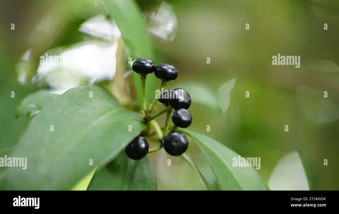 Ardisia elliptica has sparse fruit clusters. The color is black with a glossy surface. Stock Photo
