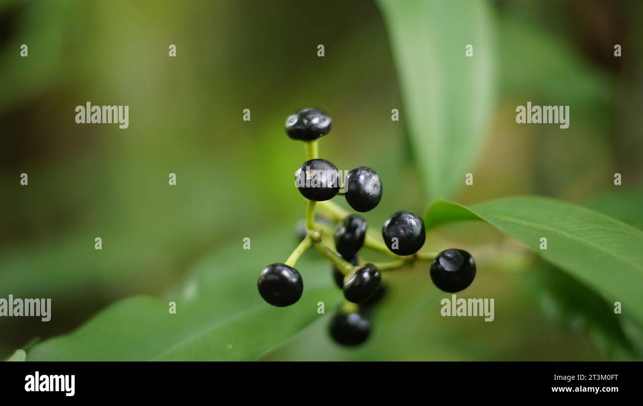 Ardisia elliptica has sparse fruit clusters. The color is black with a glossy surface. Stock Photo