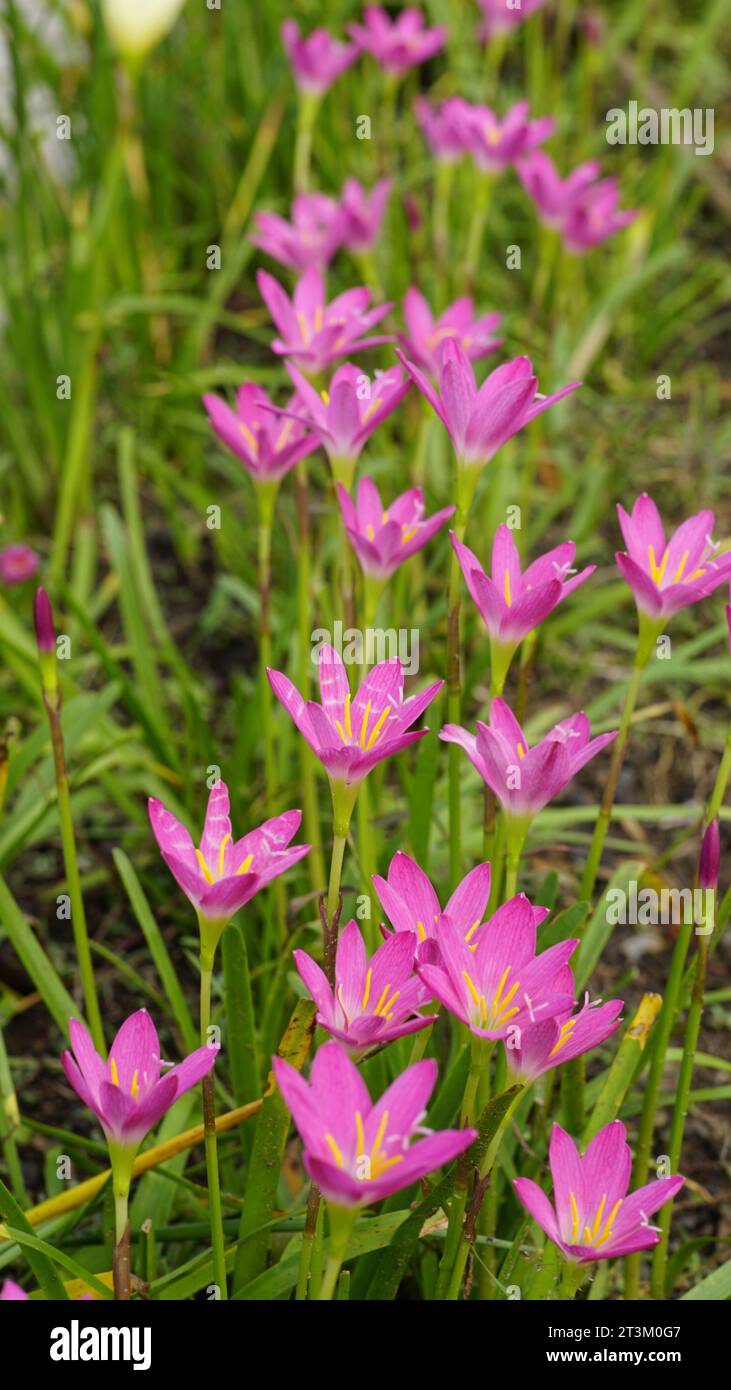 Zephyranthes rosea is blooming in the garden. The color is pink with yellow pistils and dark green flower stalks. Stock Photo