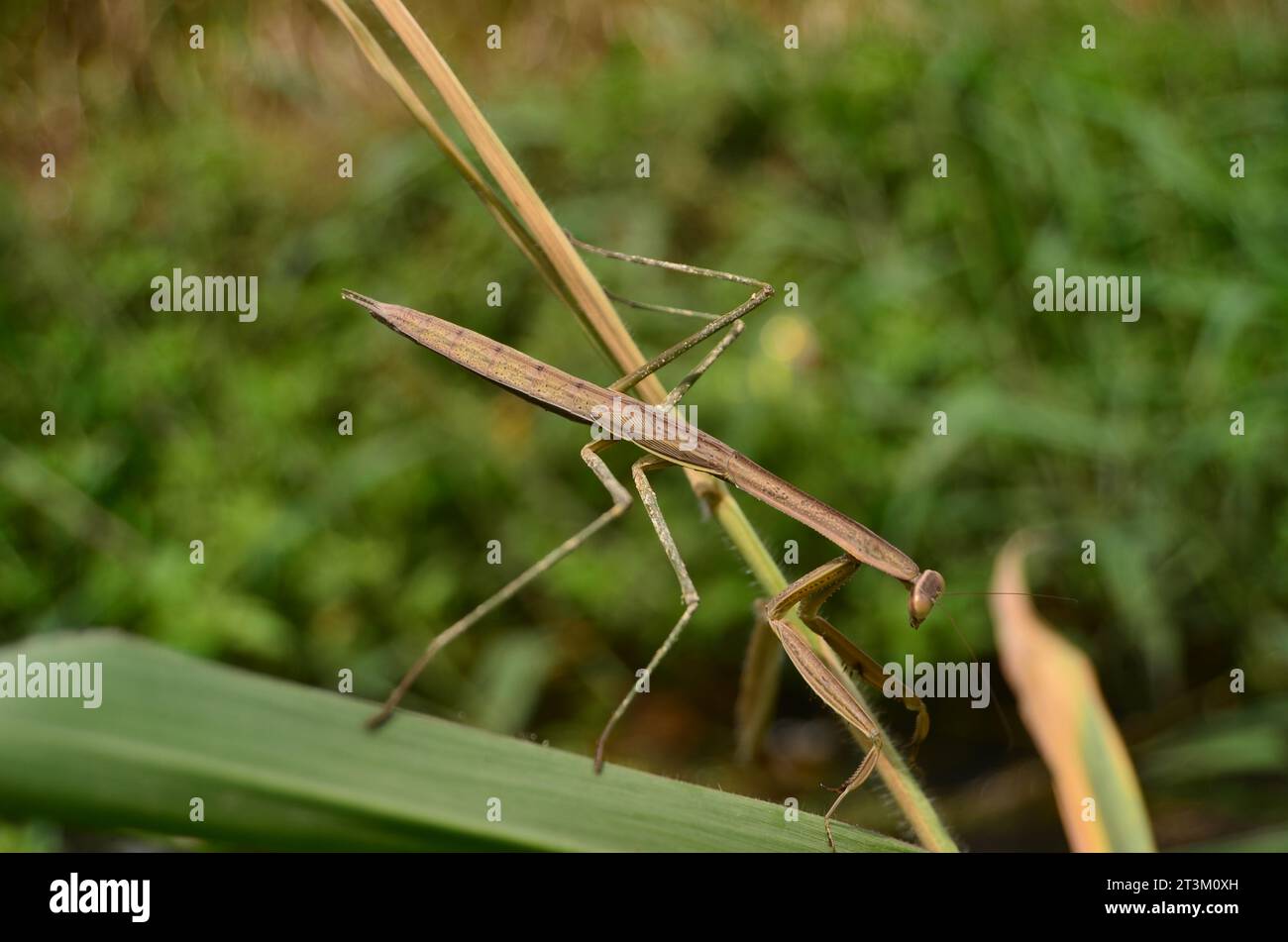 Statilia maculata, a species of long-bodied grasshopper with short wings, brownish-gray in color perched on a leaf stalk. Stock Photo