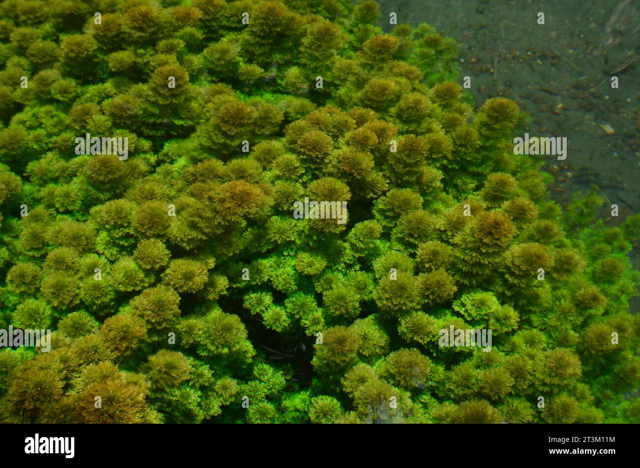 Limnophila sessiliflora has green hair-shaped leaves, this underwater plant grows easily in areas with sufficient sunlight. Stock Photo