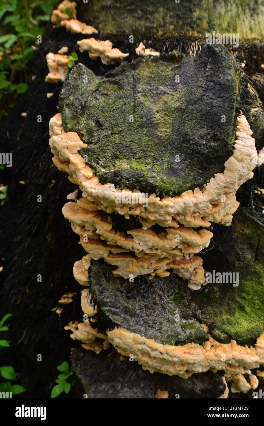 The fungus species Oxyporus populinus grows on dead tree trunks in the forest. Stock Photo