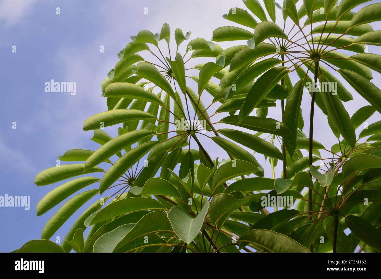 Heptapleurum actinophyllum or Umbrella Tree has green compound leaves with long stalks and is arranged around the trunk. Stock Photo