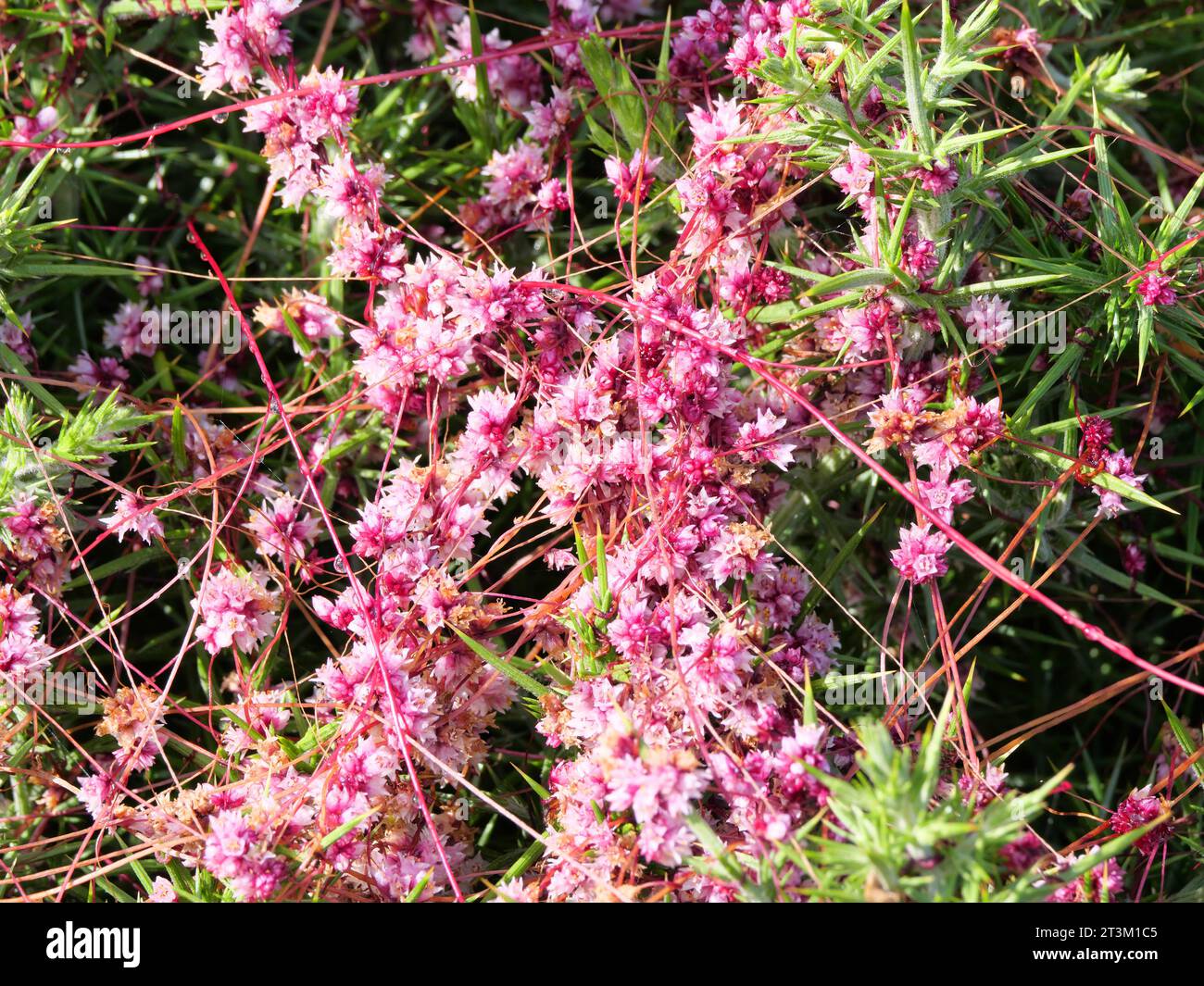 The greater dodder or European dodder Cuscuta epithymum a parasitic plant blooms in July on the coast of Falmouth Cornwall England Stock Photo