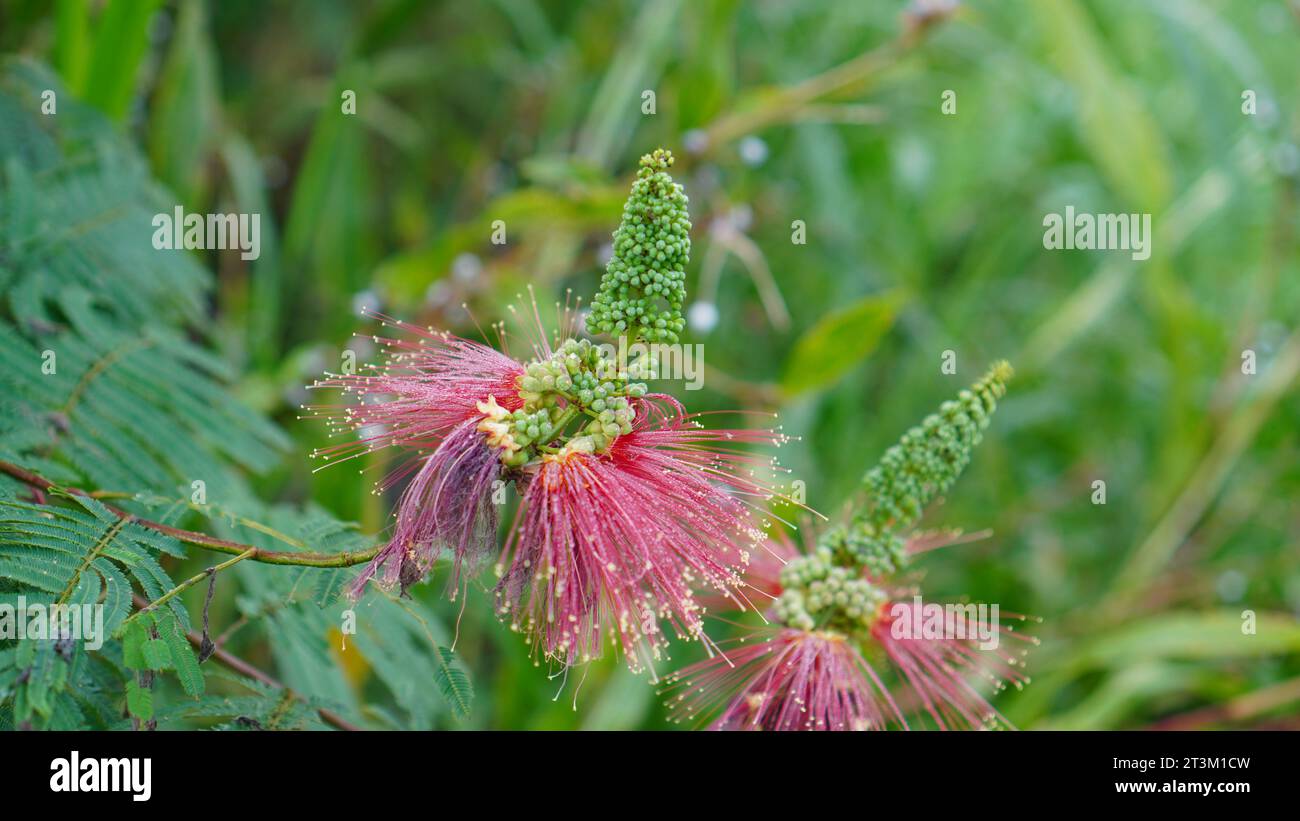 Calliandra houstoniana flower is blooming on the tree. The petals are like red hair in large bunches rising up. Stock Photo