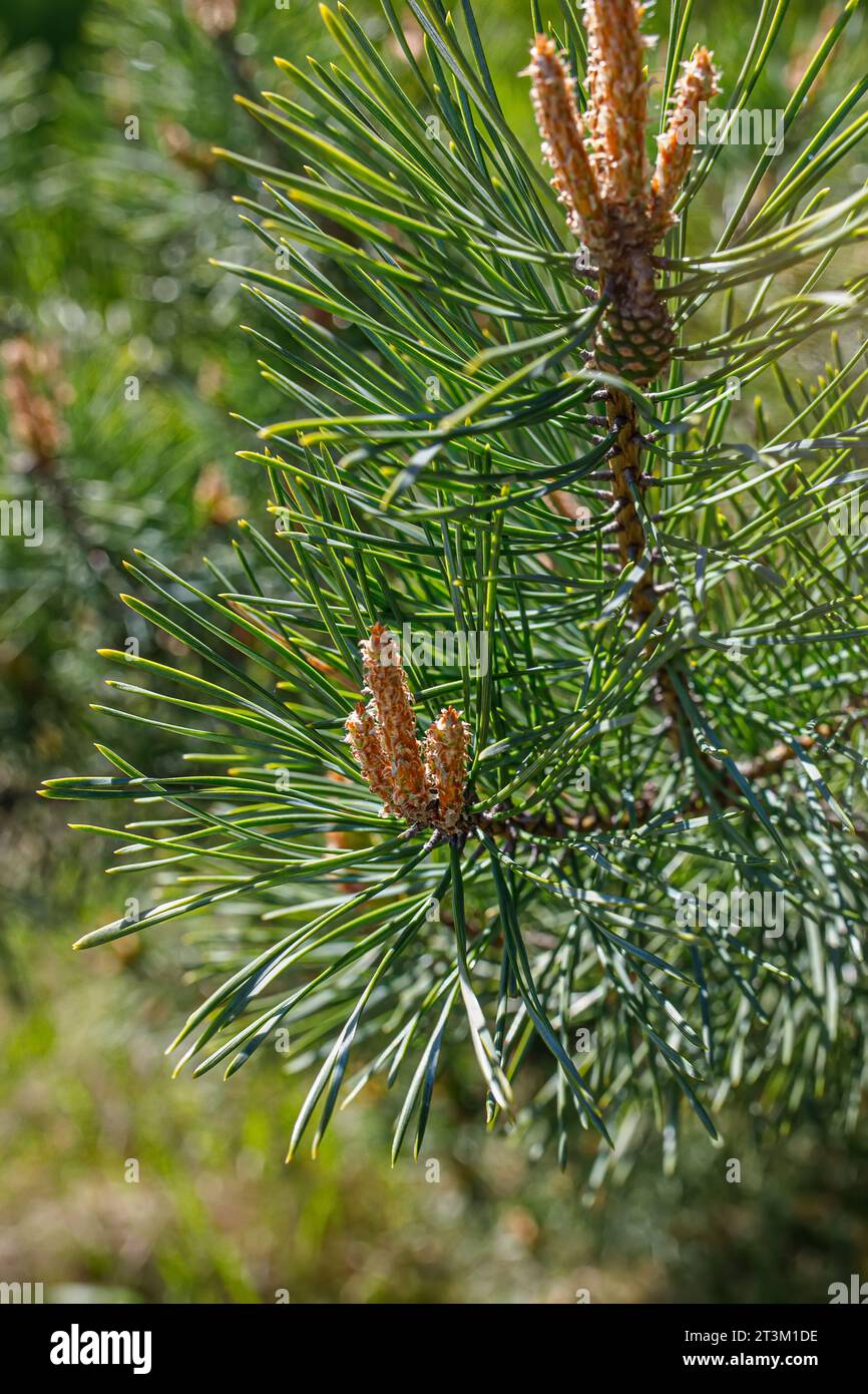 Nature's Cough Remedy The Pinus sylvestris cones are a valuable
