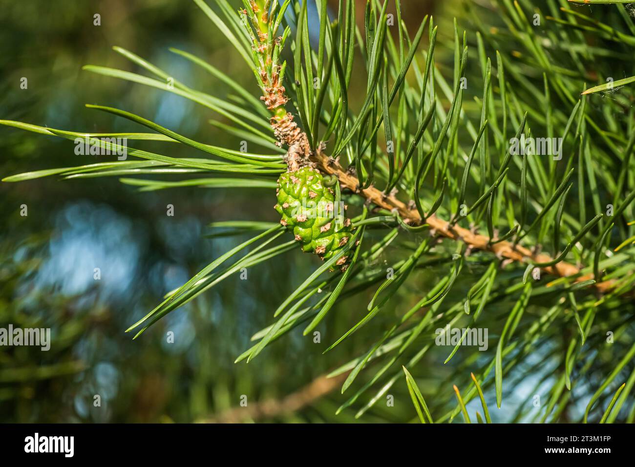 Pine Tree with small seed cones at a sunny summer day. Pinus Resinosa from Pinaceae Family. Stock Photo
