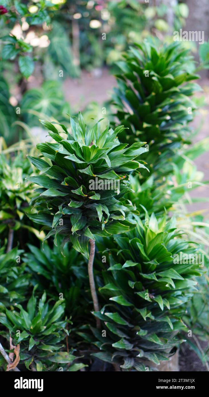 Dracaena fragrans compacta, crown-shaped leaves are dark green and shiny. Stock Photo