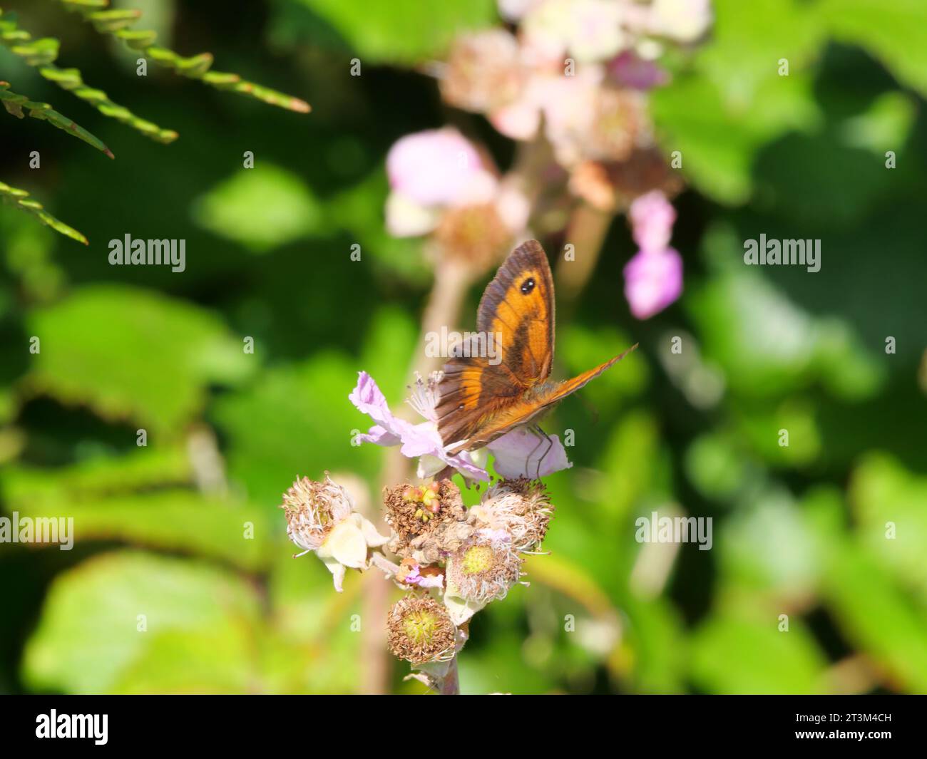 Gatekeeper or hedge brown (Pyronia tithonus) butterfly from the family ...