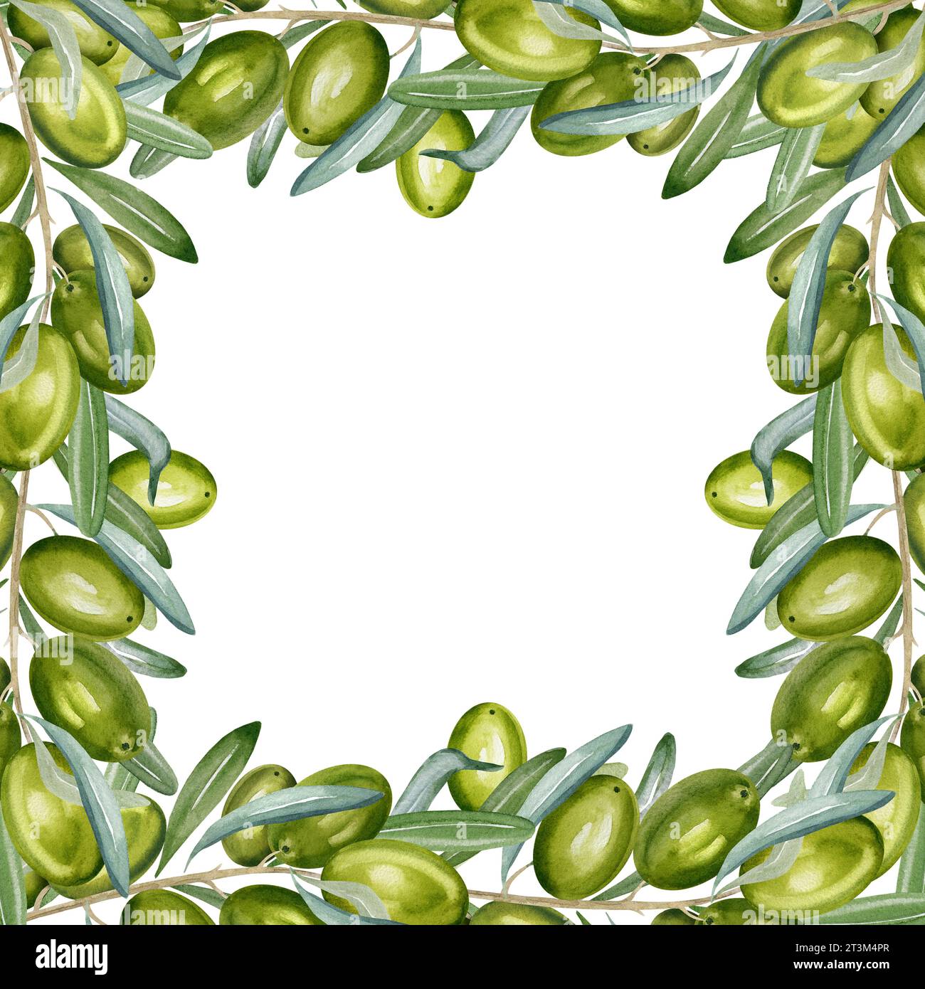 watercolor square frame with branch of green olives with leaves and ...