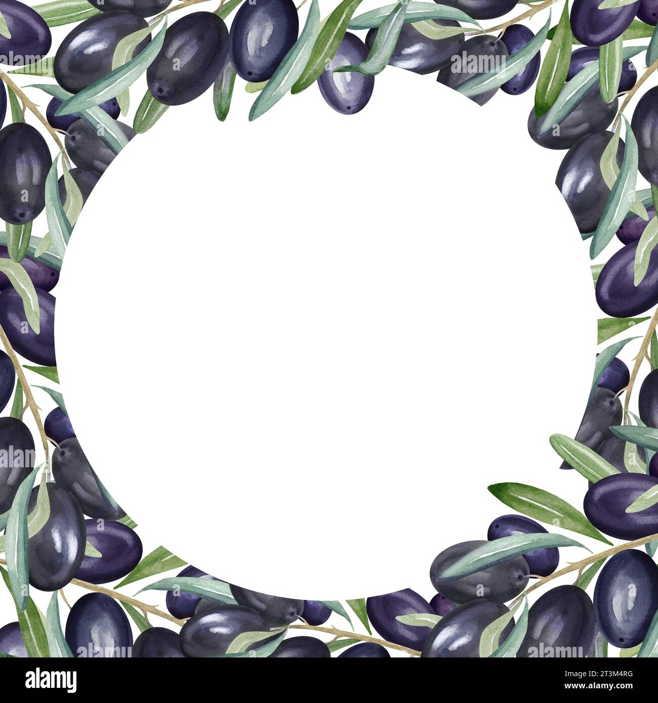 watercolor round frame with branch of black olives with leaves and ...