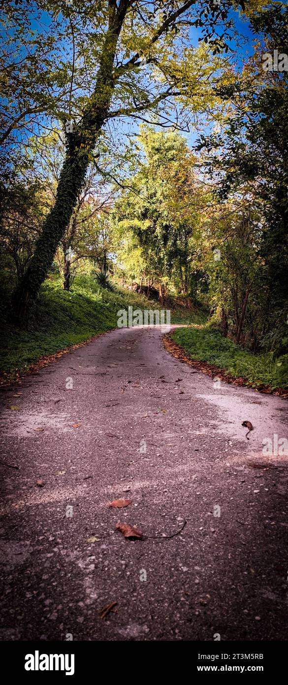 Sunlit park pathway trees hi-res stock photography and images - Alamy