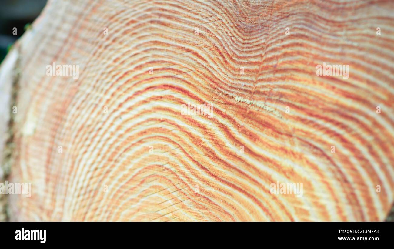 Tree Rings of a chopped trunk Stock Photo - Alamy