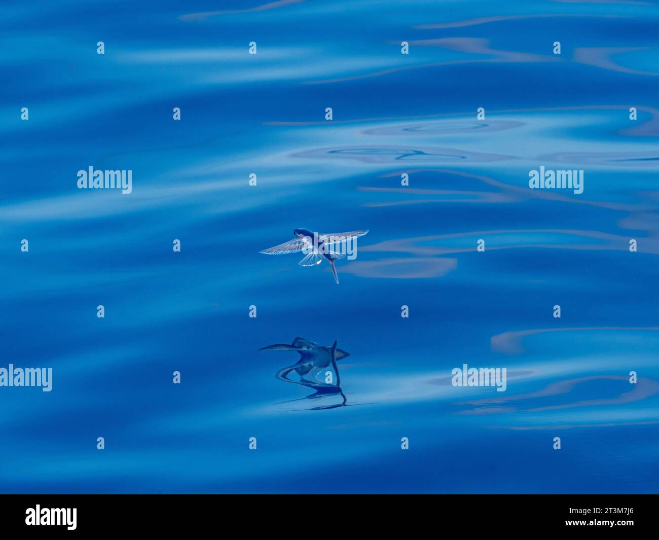 Flying fish, exocoetidae, on glassy seas off the north coast of New Guinea, West Papua Stock Photo