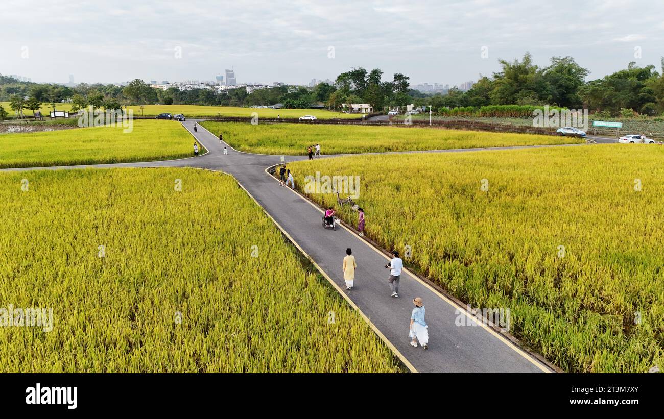 Aerial photo shows the golden rice field in Nanning City, south China's ...