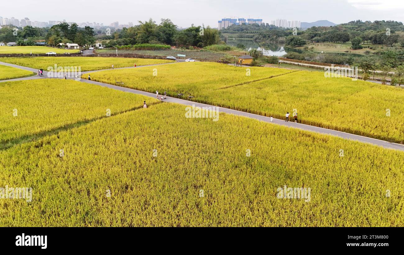 Aerial photo shows the golden rice field in Nanning City, south China's ...