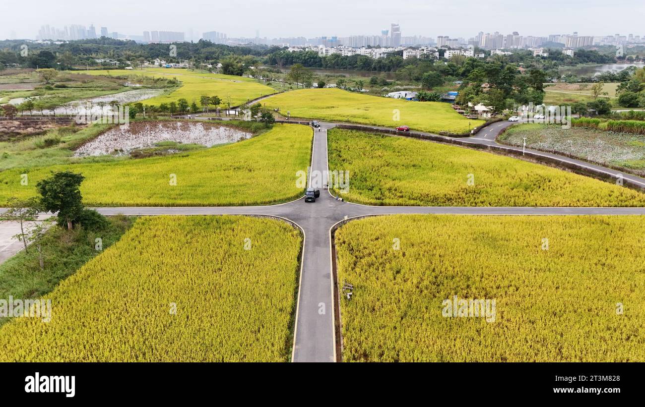 Aerial photo shows the golden rice field in Nanning City, south China's ...