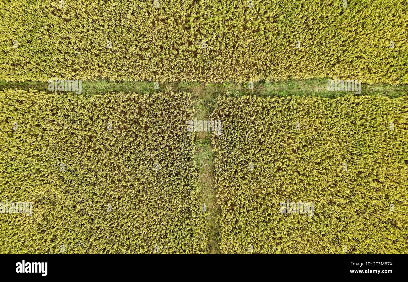 Aerial photo shows the golden rice field in Nanning City, south China's ...