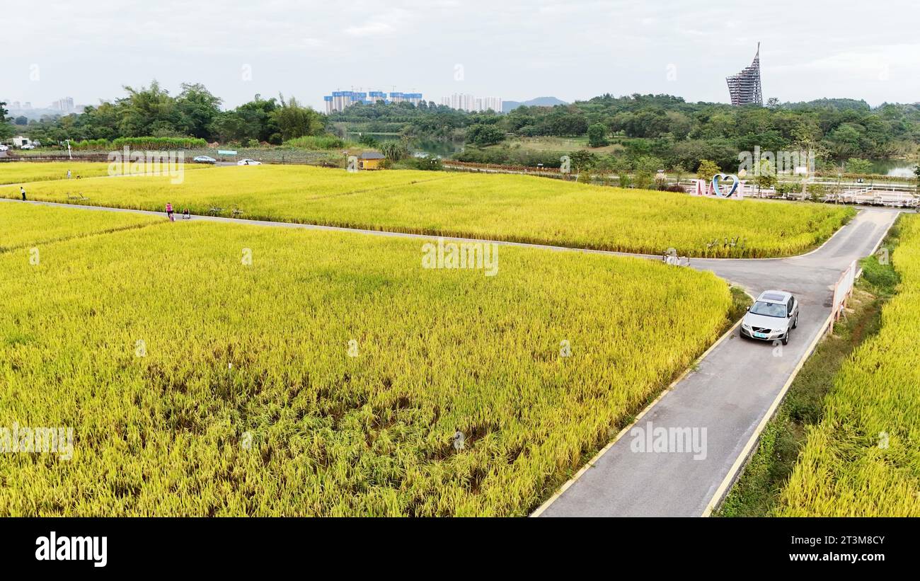 Aerial photo shows the golden rice field in Nanning City, south China's ...